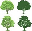 different timber species